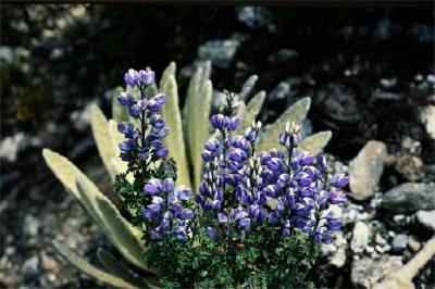 Lupinus