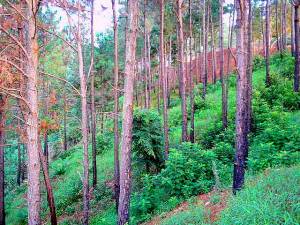 Bosque de Pinos