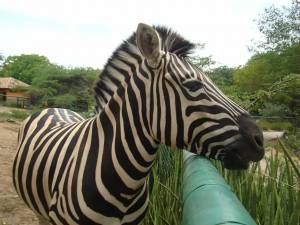 zebra zoologico bararida