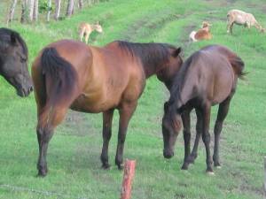 caballos en guanaguana