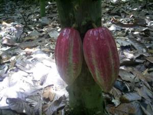 cacao de chuao