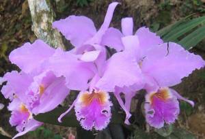 Orquideas - Venezuela Tuya