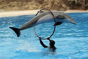 shownato delfhin