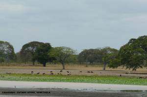 Flora y fauna de Vzla