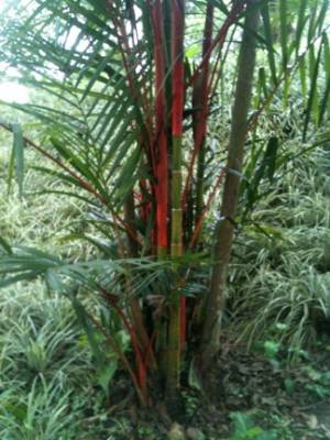 Palma Roja del Asia
