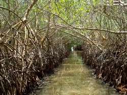 Manglar de árboles