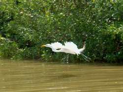 Garza en pleno vuelo