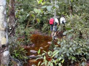 Caminata por la selva