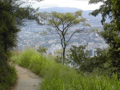 De la selva a la ciudad