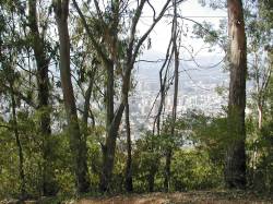 Caracas behind the trees