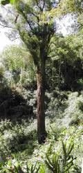 Eucaliptus géant