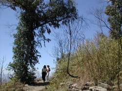 Los primeros árboles que anuncian el cambio de vegetación