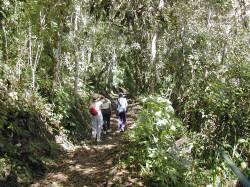 La selva profunda que conduce hasta la quebrada Tocomé