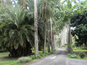 Avenida de los Chaguaramos