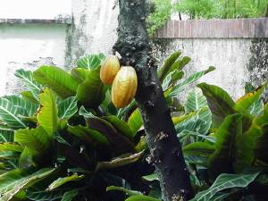 Uma árvore de cacau com seus frutos