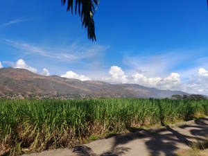 Cultivos de caña de azucar