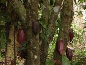 Siembra de Cacao
