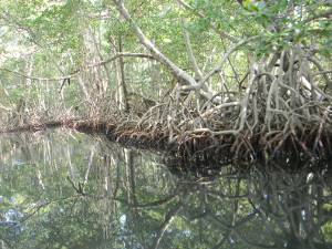 Reflejo en el agua de los manglares