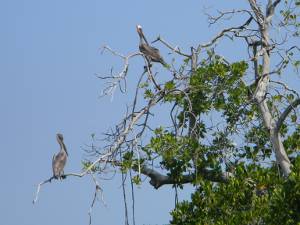 Pelicanos descansando en los mangles