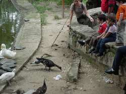 Alimentando animales del zoológico