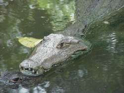 Cabeza de cocodrilo del zoológico