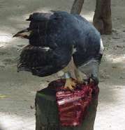 Águila comiendo en el zoológico