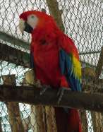 Guacamayo del zoológico