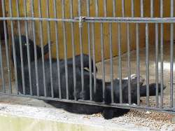 Oso del zoológico