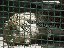 Panteras del zoológico