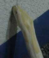 Pitón burmense del zoológico