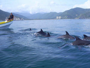 Delfines en la costa de Aragua