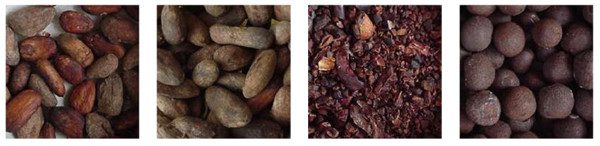 Proceso del Cacao