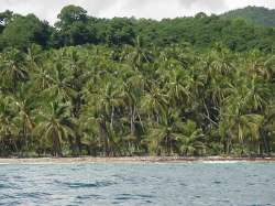Cocotales de Charaguamal