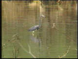 Garza Pechiblanca