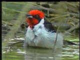 Cardenal bandera alemana