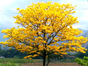 Araguaney (Arbol Nacional de Venezuela)