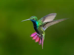 Colibrí