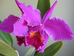 La orquídea, flor nacional de Venezuela