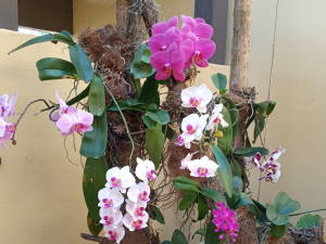 orquideas