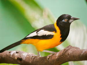 Turpial (Ave Nacional de Venezuela)