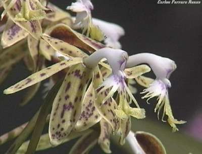 Orqu�dea del g�nero epidendrum