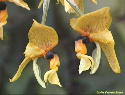 Orqudea del gnero stanhopea