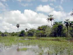 Caño del Hato La Fé Corozopando