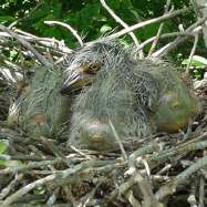 Pichón del chicuaco