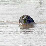 Zorra, la perra del hato nadando