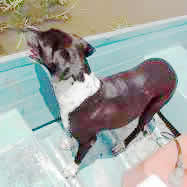 Zorra, la perra del hato nadando
