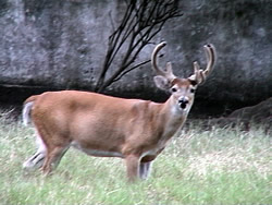 Venado