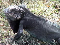 Iguana