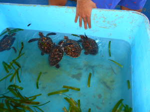 Tortugas Bebé