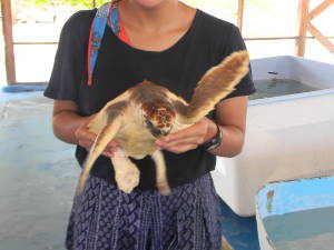Una de las tortugas en proceso de crecimiento